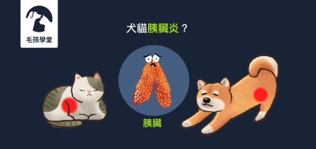 你聽過犬貓胰臟炎嗎？犬貓胰臟炎預防大解析